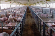 На Кубани построили свиноферму стоимостью 1,6 млрд рублей