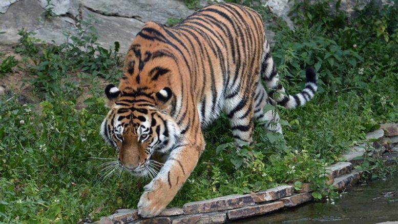 Амурский тигр из Московского зоопарка