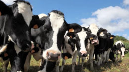 Первую партию коров в новый агрокомплекс «Емельяновка» в подмосковных Озерах привезут в ноябре
