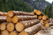 Запрет на вывоз русского леса заработал. Европа взвыла и начала жаловаться в ВТО